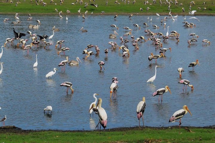 Kumana National Park Private Safari — Birding & Wildlife Drive in Sri Lanka's East photo 6