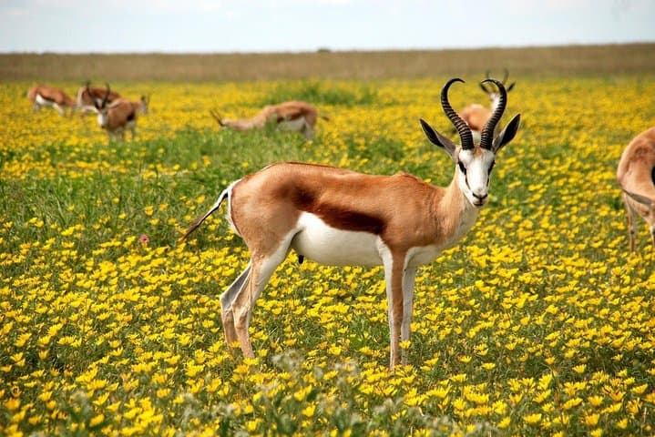 18-Day Namibia Safari: Wildlife, Landscapes & Cultural Journey from Windhoek photo 2