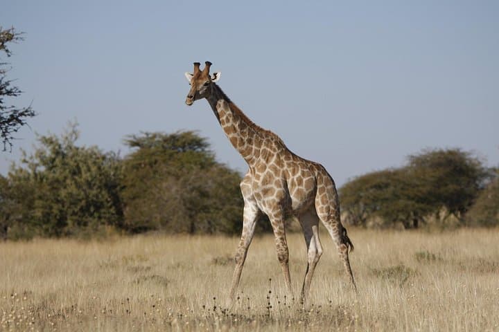 18-Day Namibia Safari: Wildlife, Landscapes & Cultural Journey from Windhoek photo 4