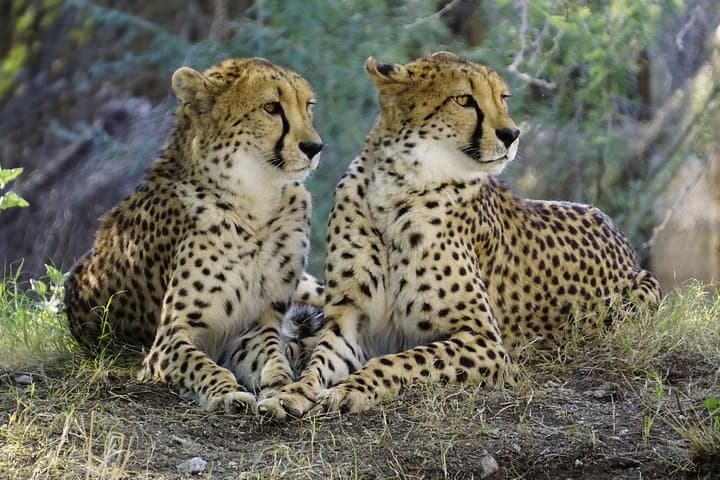18-Day Namibia Safari: Wildlife, Landscapes & Cultural Journey from Windhoek photo 5