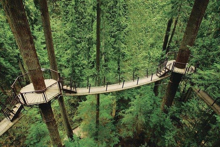 Vancouver Perfect Day: Grouse Mountain & Capilano Suspension Bridge Private Tour photo 4