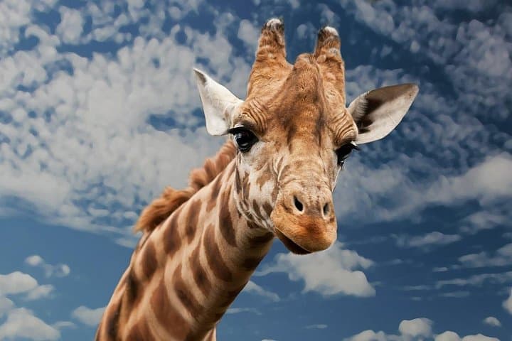 2-Day Etosha Camping Safari: Game Drives, Waterholes & Pan Views photo 2