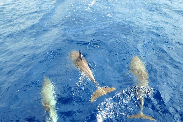Luxury Opera 60 Whale and Dolphin Watching in Tenerife — 3-Hour VIP Cruise photo 5