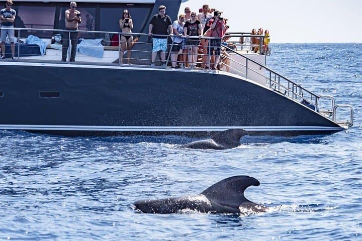 Costa Adeje Whale Watching Catamaran — 3-Hour Atlantic Cruise with Drinks & Sandwich photo 2