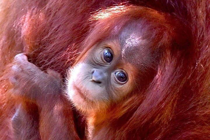 Family Jungle Tour: 4-Hour Orangutan Trek in Bukit Lawang photo 1