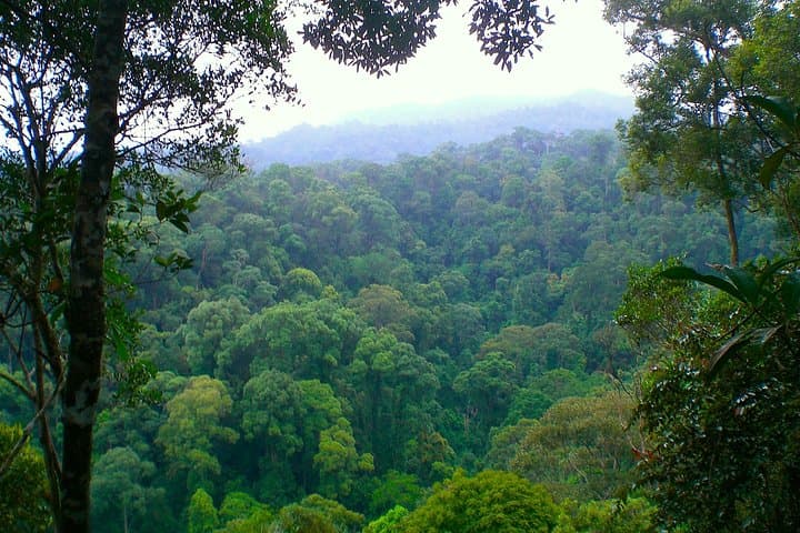 Family Jungle Tour: 4-Hour Orangutan Trek in Bukit Lawang photo 4