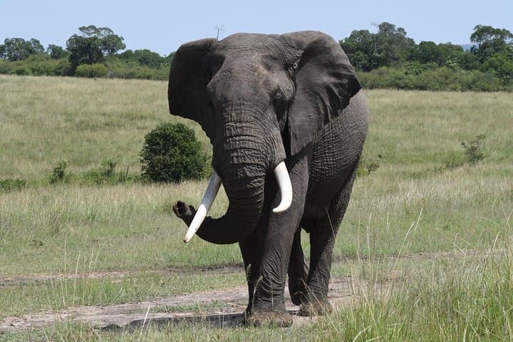 Classic Kenya-Tanzania-Zanzibar Luxury Safari and Beach Itinerary photo 3