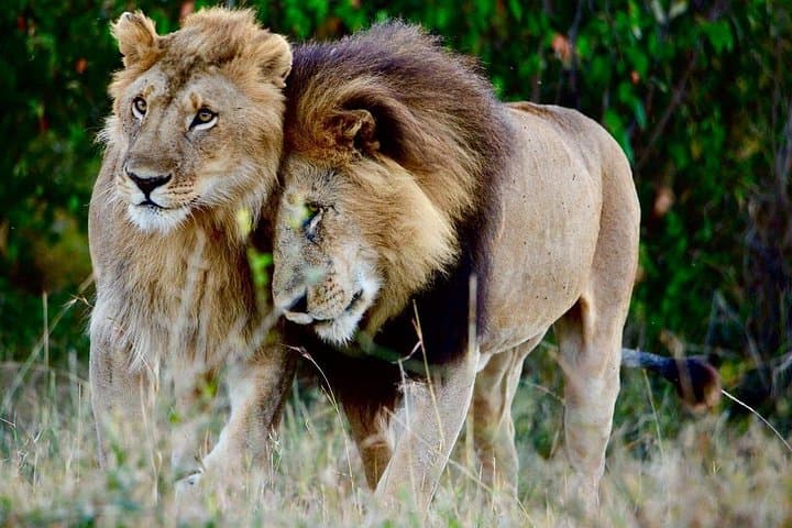 Classic Kenya-Tanzania-Zanzibar Luxury Safari and Beach Itinerary photo 4