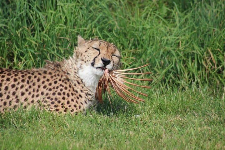 18-Day Namibia Safari: Wildlife, Landscapes & Cultural Journey from Windhoek