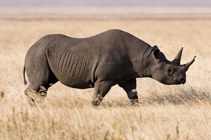 5-Day Safari: Tarangire, Serengeti & Ngorongoro Crater Adventure photo 4