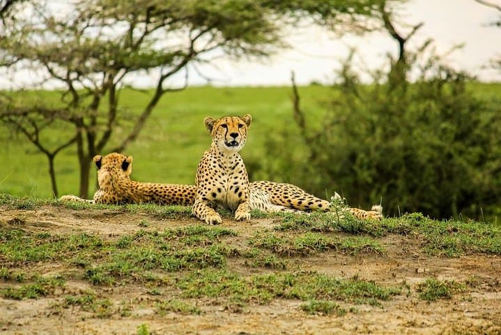 5-Day Safari: Tarangire, Serengeti & Ngorongoro Crater Adventure photo 5