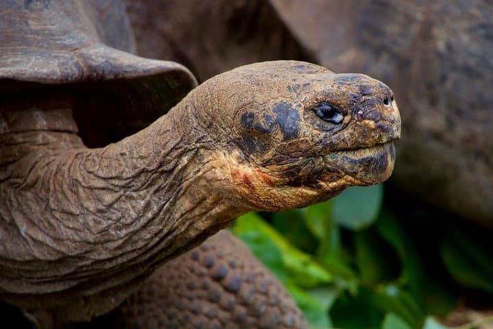 8-Day Galapagos on a Budget: Snorkel Kicker Rock, Swim with Sea Lions & Explore Isabela photo 5