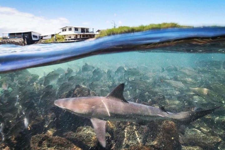 8-Day Galapagos on a Budget: Snorkel Kicker Rock, Swim with Sea Lions & Explore Isabela photo 4
