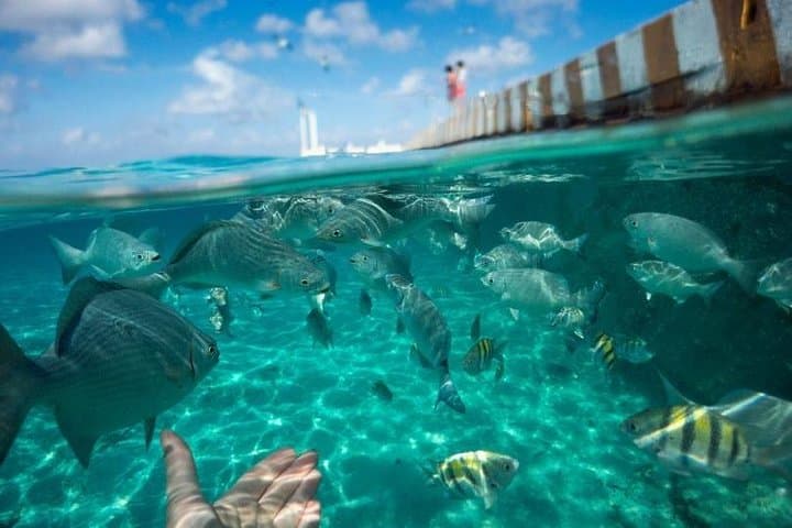 Snorkel Cozumel's El Cielo: Day Trip to Palancar, Colombia & Beach Lunch photo 6