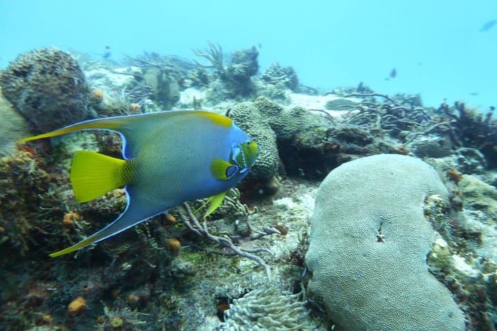 Snorkel Cozumel's El Cielo: Day Trip to Palancar, Colombia & Beach Lunch