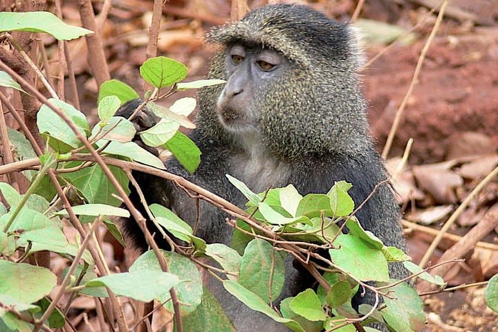 Udzungwa Mountains Trek with Nyerere (Selous) Safari — 6-Day Wilderness Adventure