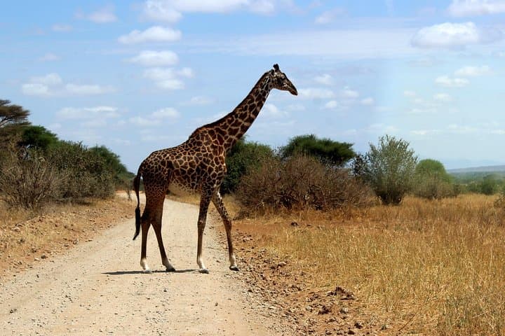 2-Day Mikumi Safari from Dar es Salaam — Weekend Game Drive & Lodge Stay photo 4