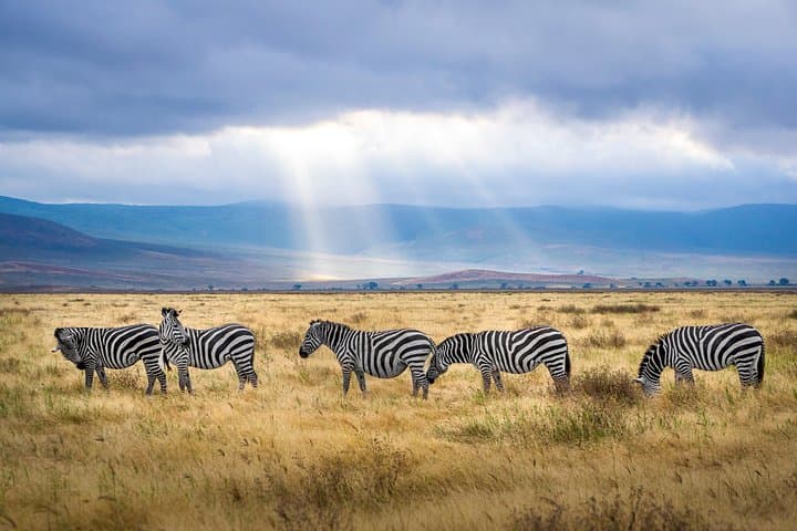 Witness the Wildebeest Migration: 4-Day Maasai Mara Safari 2025 photo 4