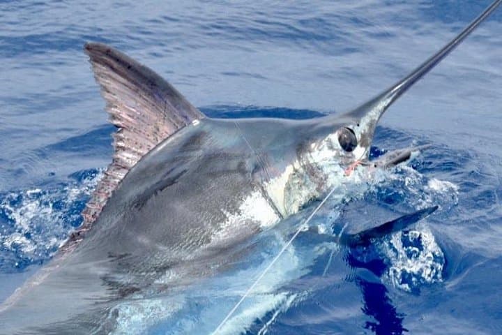 Kona 6-Hour Big-Game Fishing Charter aboard the Kona Cowboy photo 2