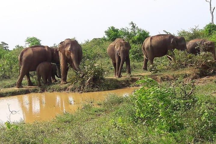 Udawalawe Safari from Ella — Afternoon Elephant Encounters & Birding photo 4
