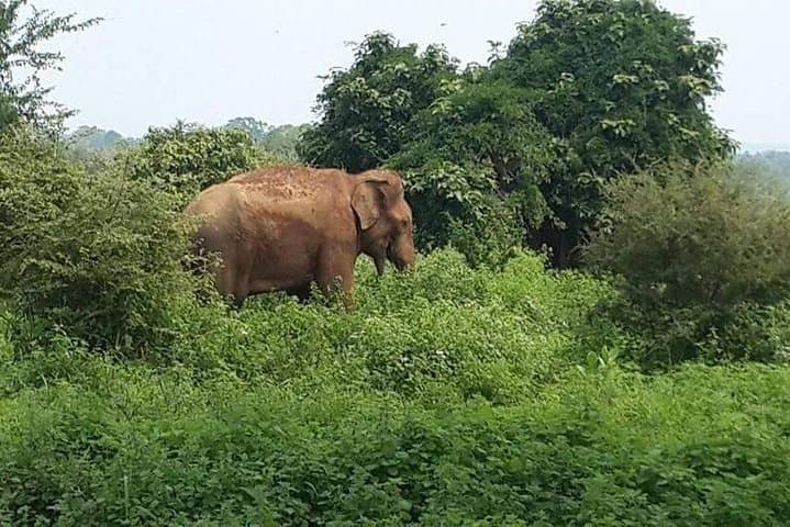 Udawalawe Safari from Ella — Afternoon Elephant Encounters & Birding photo 6