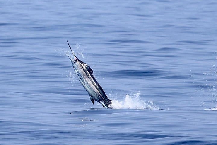 Full-Day Sportsman Charter: Big-Game Fishing Off Kona, Hawaii