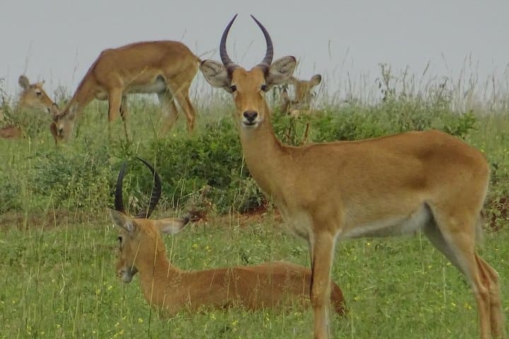 12-Day Wildlife and Gorilla Trekking Safari in Uganda photo 3