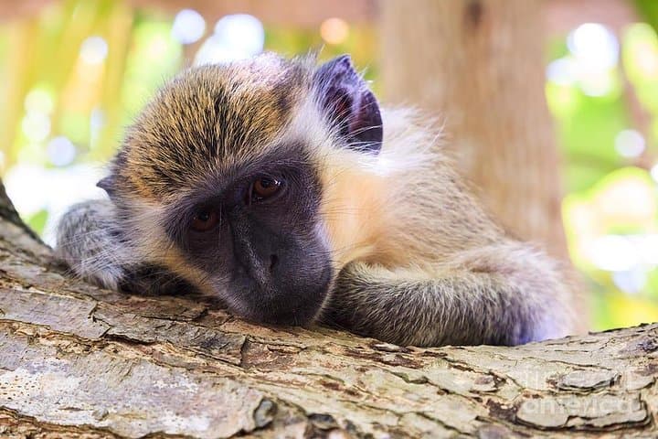 Green Monkey Time: Barbados Wildlife Reserve & Welchman Hall Gully Guided Walk
