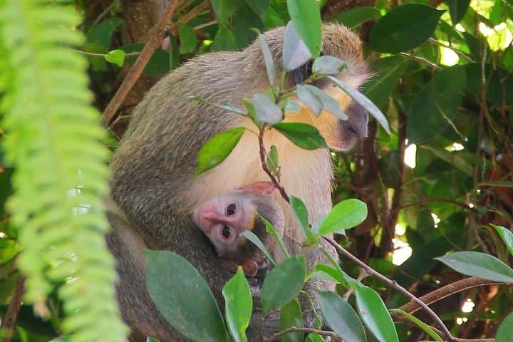 Green Monkey Time: Barbados Wildlife Reserve & Welchman Hall Gully Guided Walk photo 2