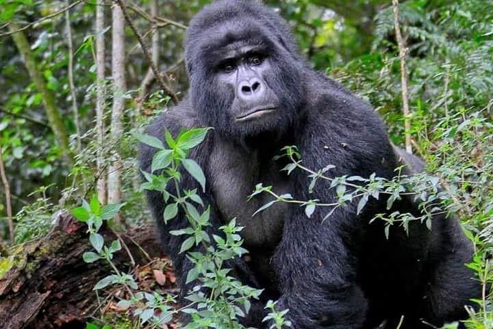 5-Day Bwindi & Kibale Gorilla and Chimpanzee Safari — Uganda Wildlife Trek photo 3