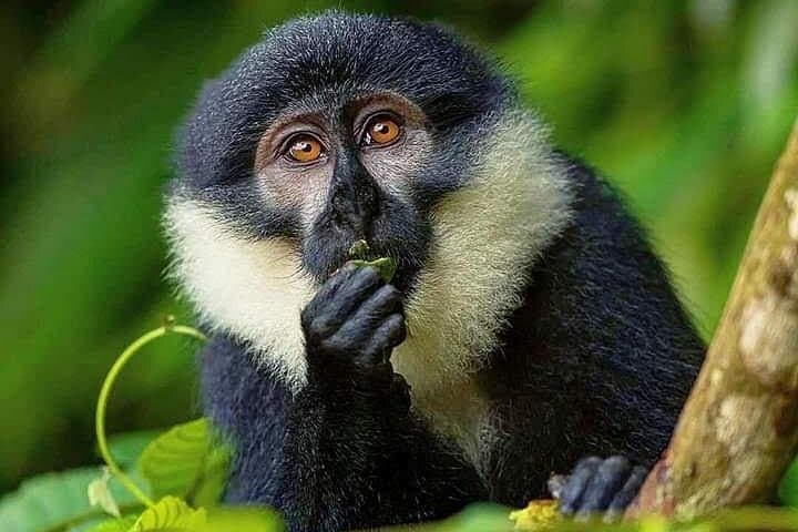 5-Day Bwindi & Kibale Gorilla and Chimpanzee Safari — Uganda Wildlife Trek photo 4