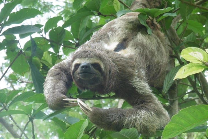 10-Day Dorado Lake Expedition — Pacaya Samiria Amazon Jungle Camping & Wildlife photo 2