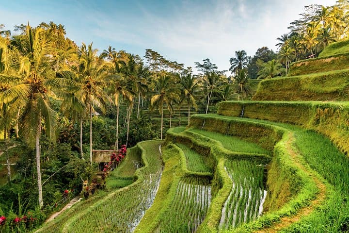 Custom Day Trip in Bali: Ubud Rice Terraces, Temples & Waterfall Highlights photo 4