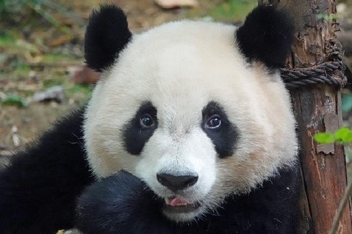 Chengdu Panda Breeding Center and Sanxingdui Museum Full-Day Private Tour photo 1