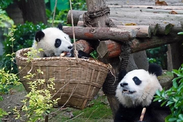 Chengdu Panda Breeding Center and Sanxingdui Museum Full-Day Private Tour photo 2