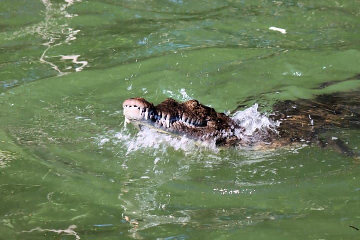 Black River Safari: Montego Bay Boat Tour to See Crocodiles and Mangroves