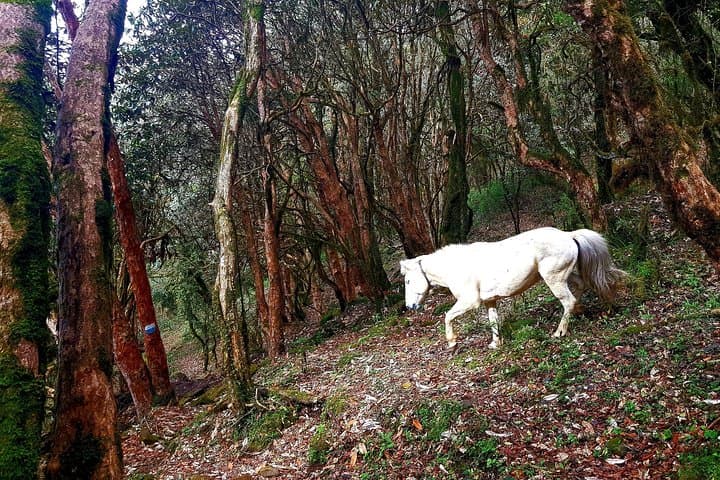 Mardi Himal Trek: Short Annapurna Trek to Spectacular High-Altitude Views photo 5