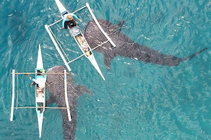 Oslob Whale Sharks, Canyoneering & Kawasan Falls — Day Trip to Sumilon Sandbar photo 2