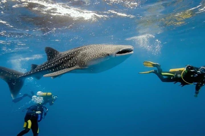 Oslob Whale Sharks, Canyoneering & Kawasan Falls — Day Trip to Sumilon Sandbar photo 4