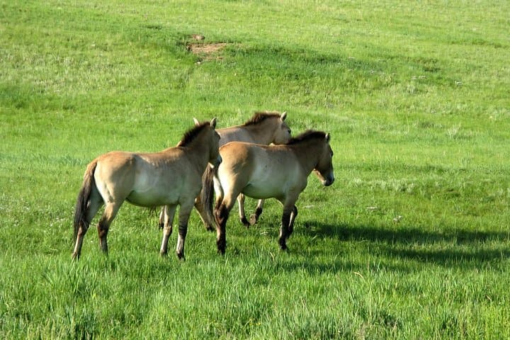 Scenes of Mongolia: 3-Day Terelj & Hustai National Parks Tour from Ulaanbaatar photo 3