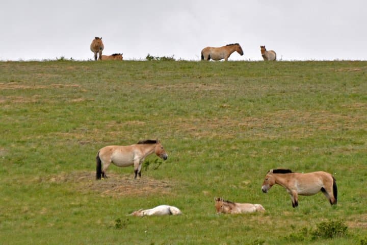 Scenes of Mongolia: 3-Day Terelj & Hustai National Parks Tour from Ulaanbaatar photo 4