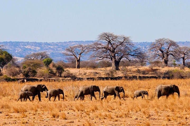 Tarangire National Park Day Safari — Elephants, Baobabs & River Plains