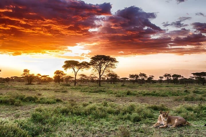 Tarangire National Park Day Safari — Elephants, Baobabs & River Plains photo 2