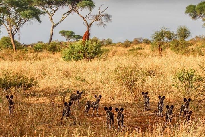 Tarangire National Park Day Safari — Elephants, Baobabs & River Plains photo 3
