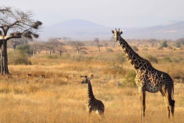Tarangire National Park Day Safari — Elephants, Baobabs & River Plains photo 4