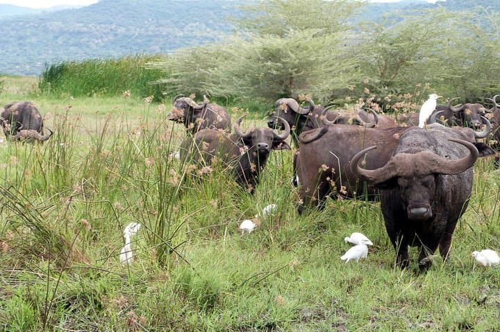 3-Day Tarangire, Ngorongoro & Lake Manyara Safari — Northern Tanzania Wildlife Circuit photo 6