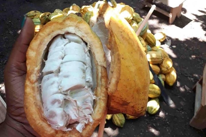 Taste of Ghana: Full-Day Cocoa Farm Tour from Accra photo 1