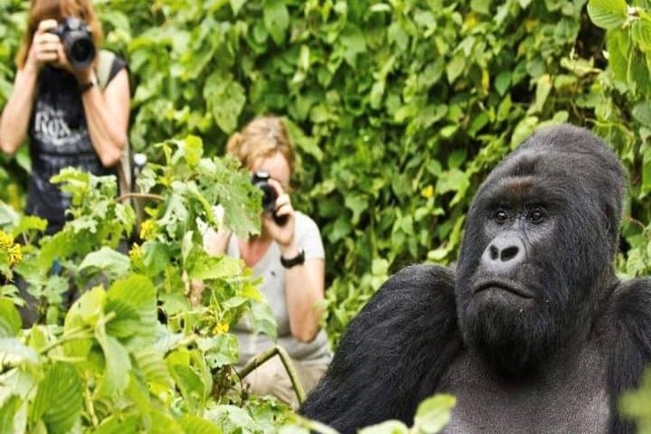 6-Day Uganda Rwanda Gorilla Trekking & Golden Monkey Safari photo 4