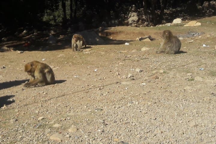 Fez to the Middle Atlas: Ifrane, Azrou and the Cedar Monkey Forest — A Full-Day Mountain Escape photo 3