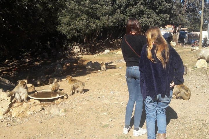 Fez to the Middle Atlas: Ifrane, Azrou and the Cedar Monkey Forest — A Full-Day Mountain Escape photo 5